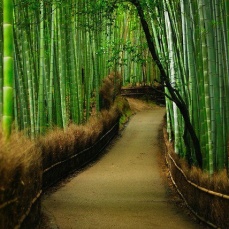 Bamboo Forest | Sagano (Pinterest)