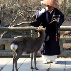 I cervi di Nara (Pinterest)