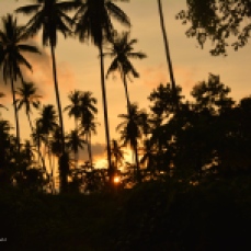 Sunset through the palmtrees
